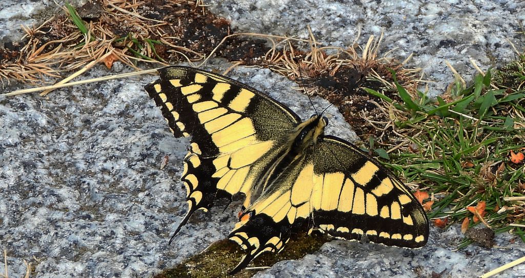 Paź królowej (Papilio machaon)