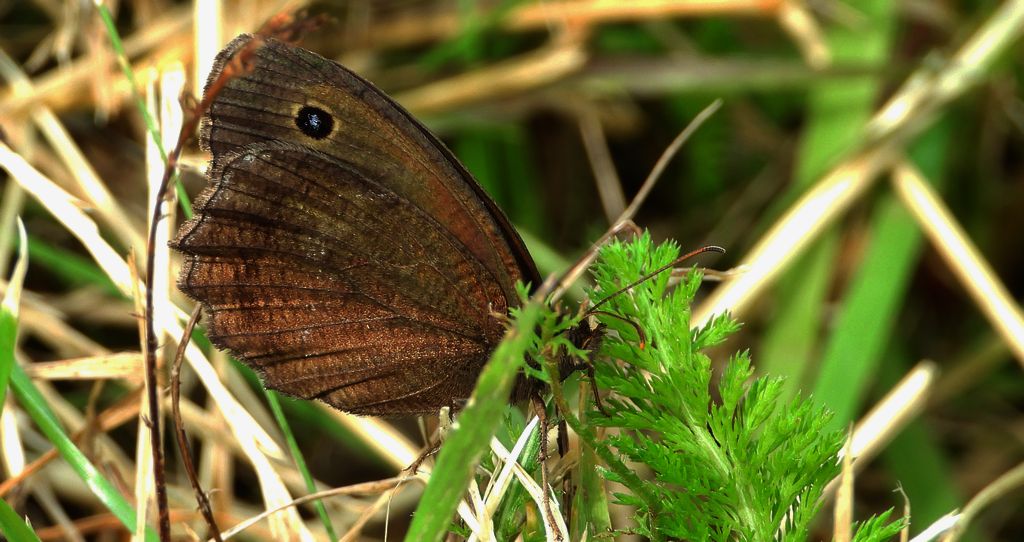 Skalnik driada (Minois dryas)