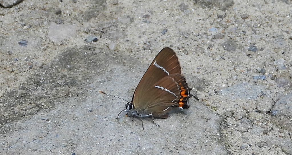 Ogończyk wiązowiec (Satyrium w-album)