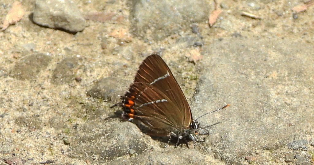 Ogończyk wiązowiec (Satyrium w-album)