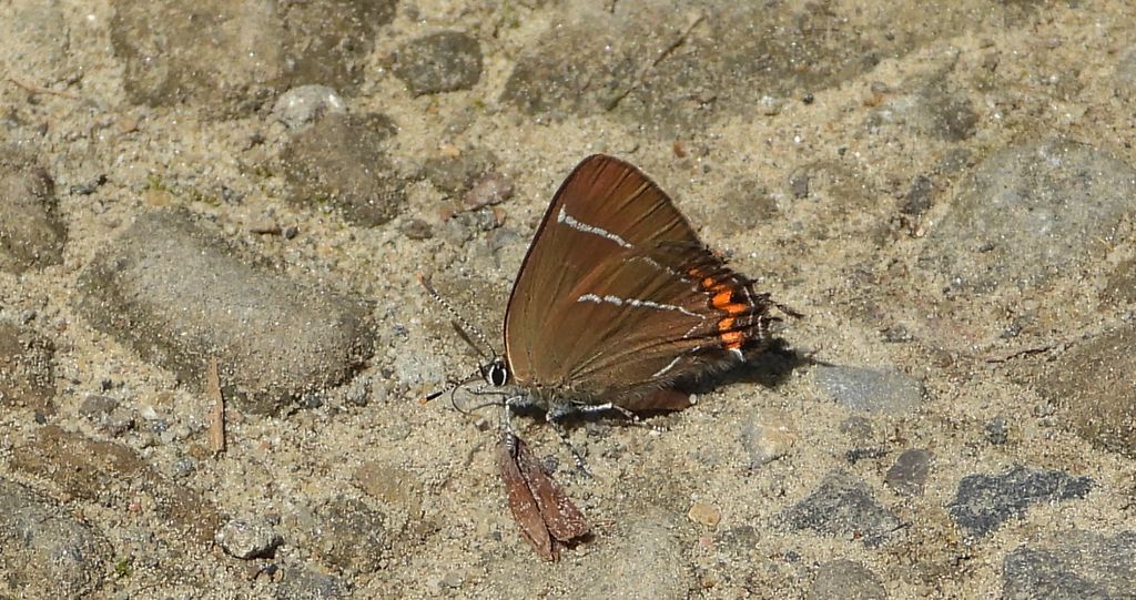 Ogończyk wiązowiec (Satyrium w-album)