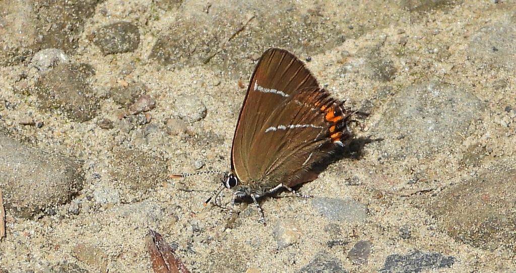 Ogończyk wiązowiec (Satyrium w-album)