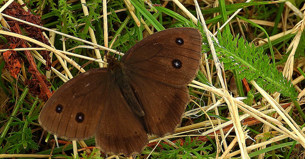 Skalnik driada (Minois dryas)
