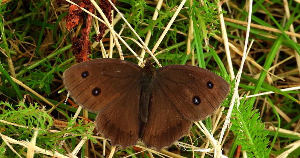 Skalnik driada (Minois dryas)