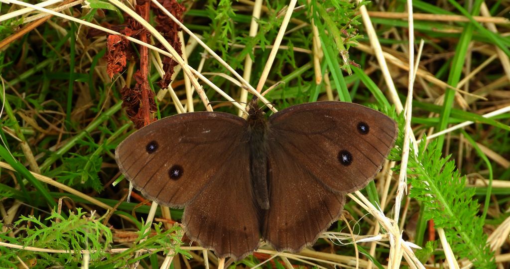 Skalnik driada (Minois dryas)