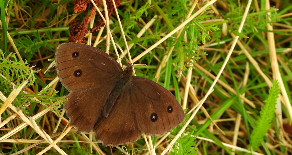 Skalnik driada (Minois dryas)