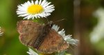 Powszelatek brunatek (Erynnis tages)
