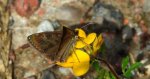 Powszelatek brunatek (Erynnis tages)