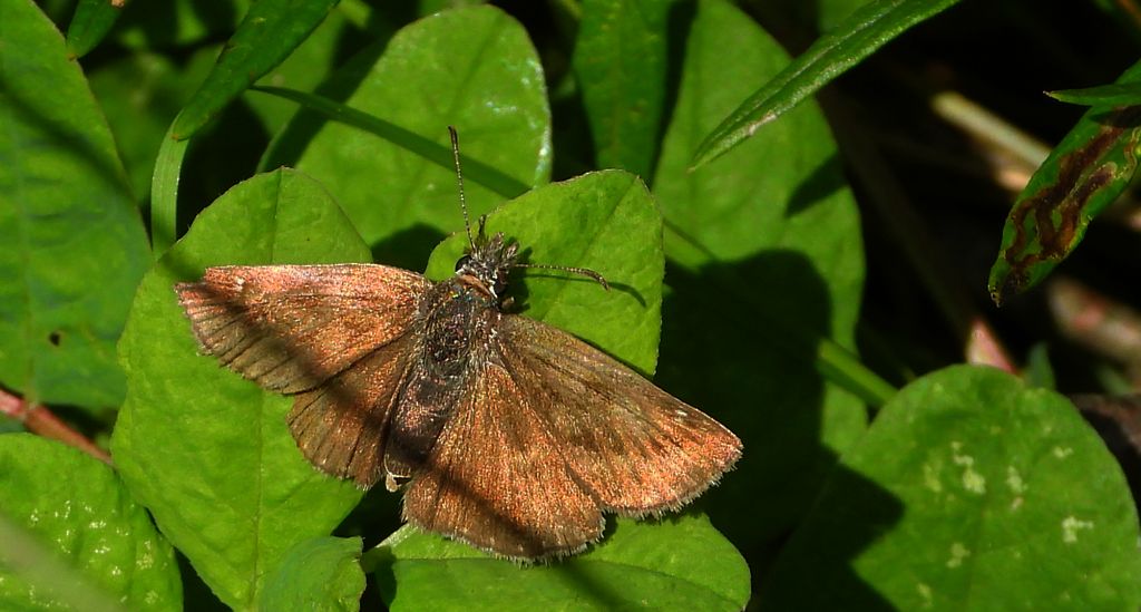 Powszelatek brunatek (Erynnis tages)