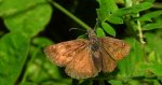 Powszelatek brunatek (Erynnis tages)