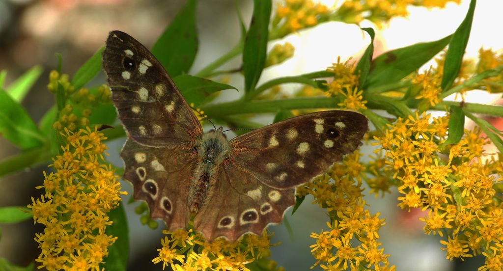 Osadnik egeria (Pararge aegeria)