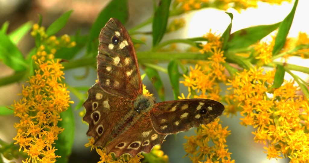 Osadnik egeria (Pararge aegeria)