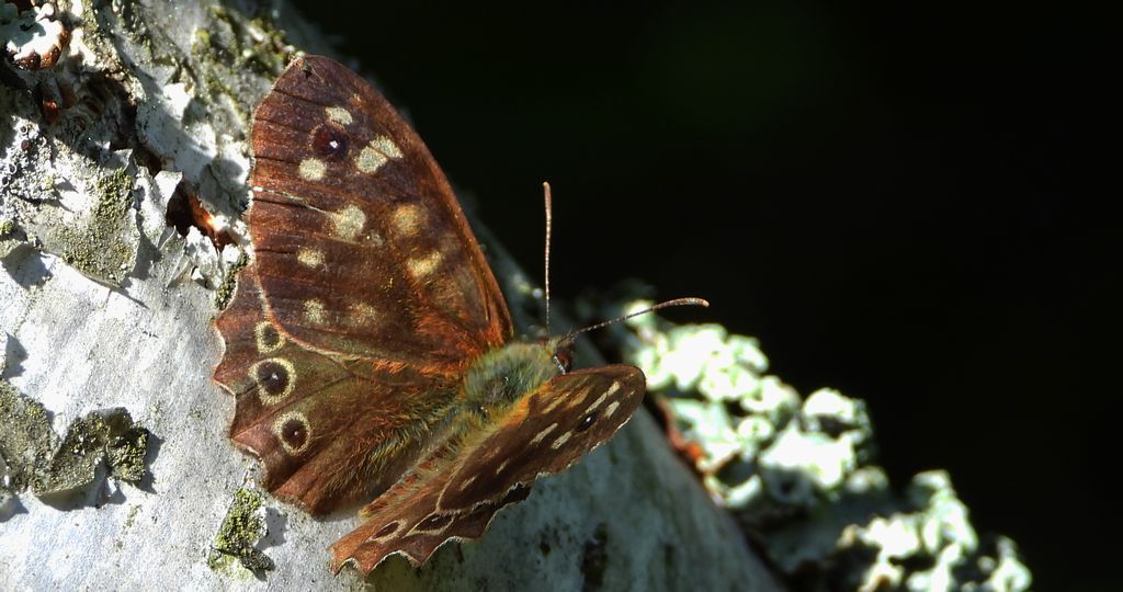 Osadnik egeria (Pararge aegeria)