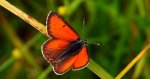 Czerwończyk płomieniec (Lycaena hippothoe)