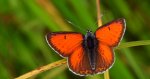 Czerwończyk płomieniec (Lycaena hippothoe)