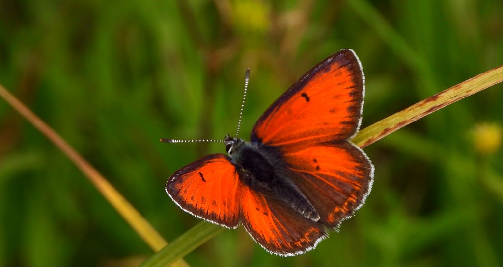 Czerwończyk płomieniec (Lycaena hippothoe)