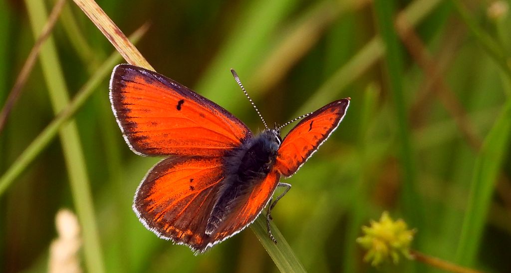 Czerwończyk płomieniec (Lycaena hippothoe)