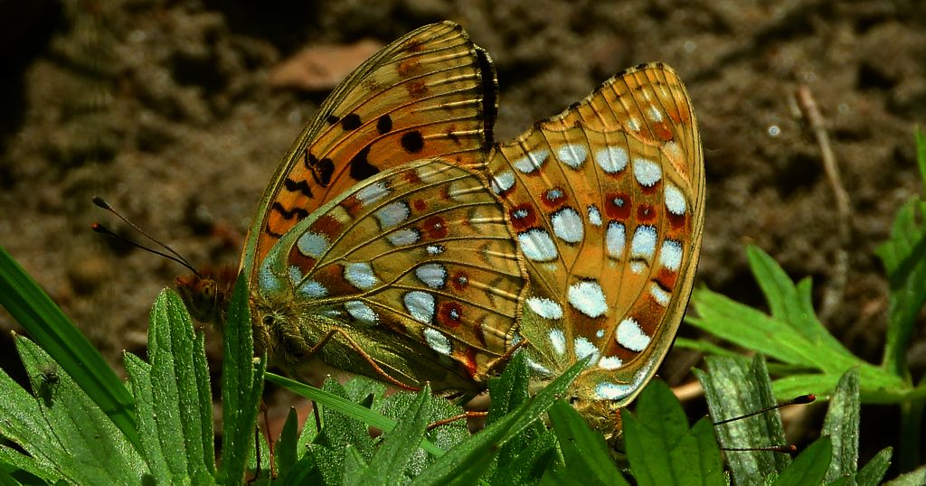 Dostojka adype, perłowiec adype, (Argynnis adippe)