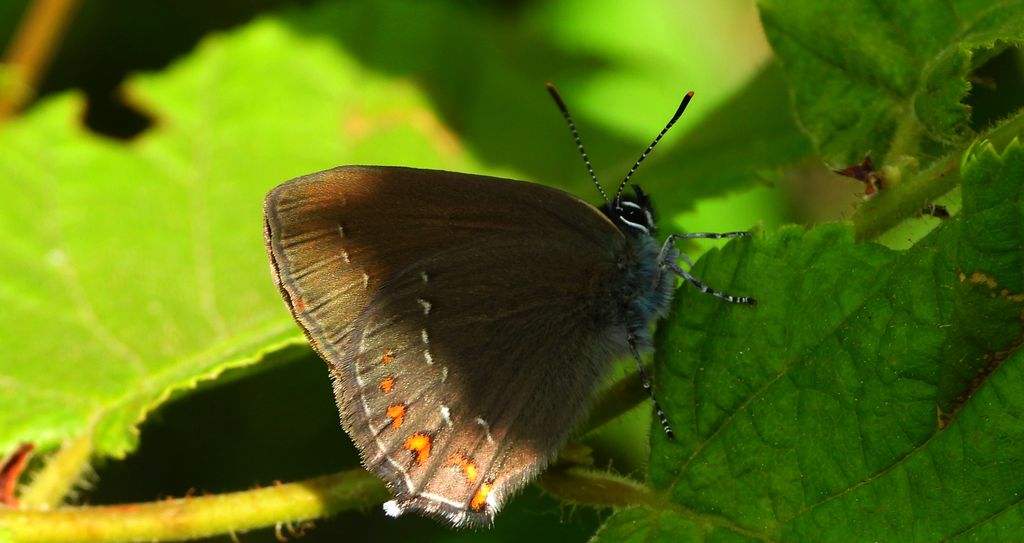 Ogończyk ostrokrzewowiec (Satyrium ilicis)