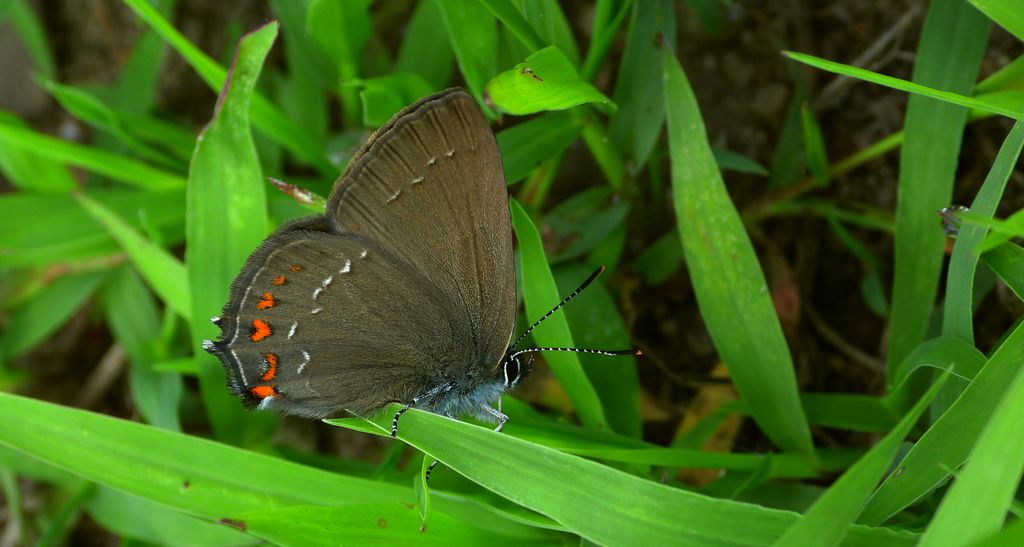 Ogończyk ostrokrzewowiec (Satyrium ilicis)