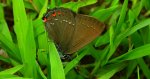 Ogończyk ostrokrzewowiec (Satyrium ilicis)