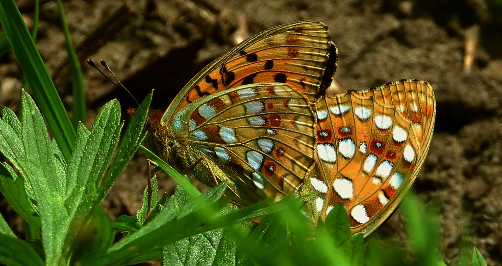 Dostojka adype, perłowiec adype, (Argynnis adippe)