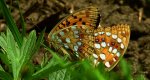 Dostojka adype, perłowiec adype, (Argynnis adippe)