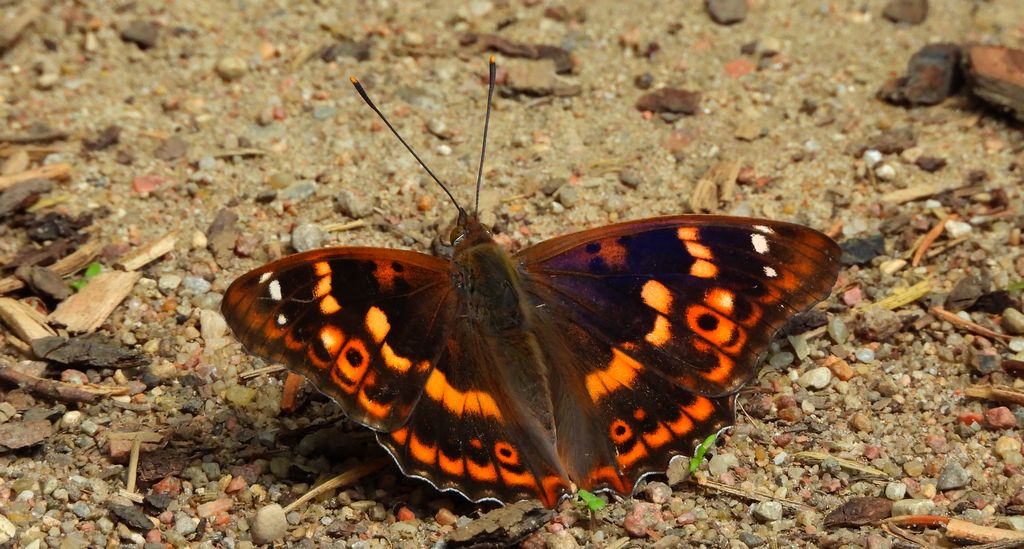 Mieniak strużnik (Apatura ilia)