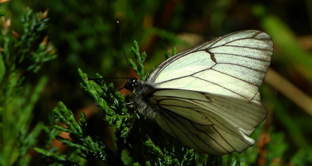 Niestrzęp głogowiec (Aporia crataegi)