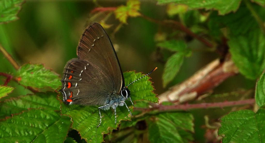 Ogończyk ostrokrzewowiec (Satyrium ilicis)