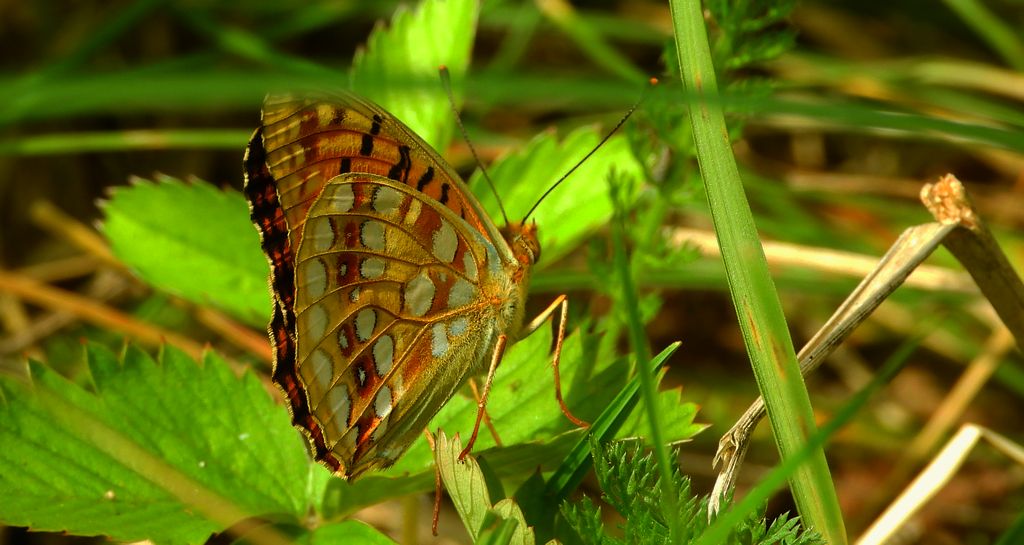 Dostojka adype, perłowiec adype, (Argynnis adippe)