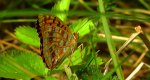 Dostojka adype, perłowiec adype, (Argynnis adippe)
