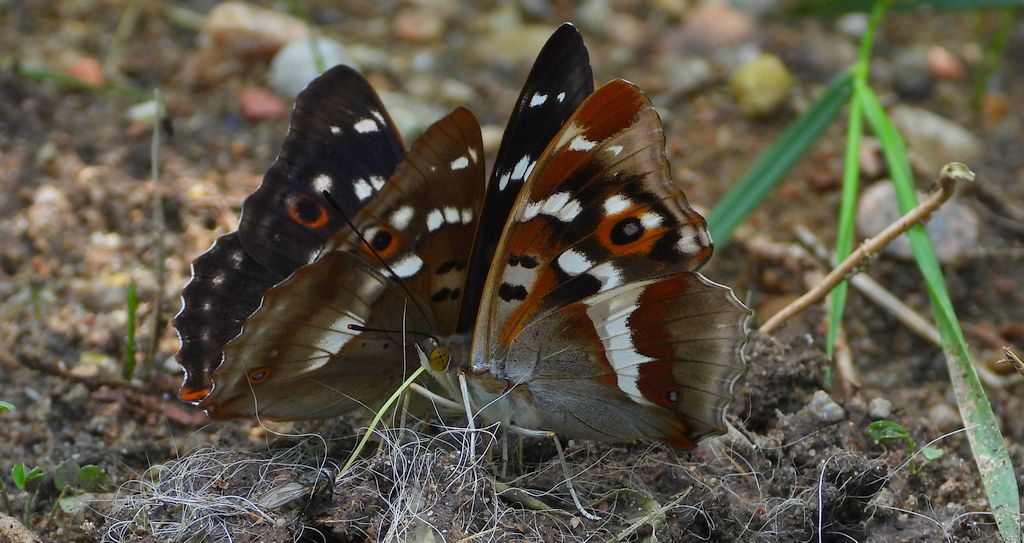 Mieniak strużnik (Apatura ilia) i mieniak tęczowiec (Apatura iris)