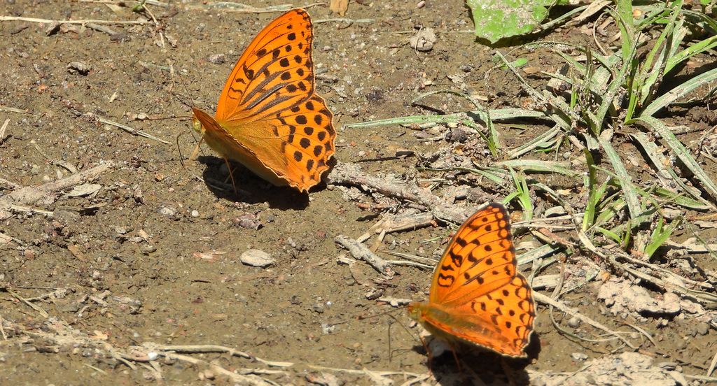 Dostojka adype, perłowiec adype, (Argynnis adippe) i dostojka malinowiec, perłowiec malinowiec (Argynnis paphia)