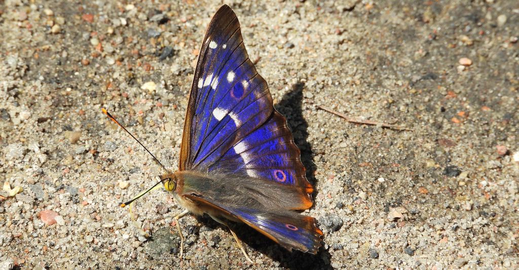 Mieniak strużnik (Apatura ilia)