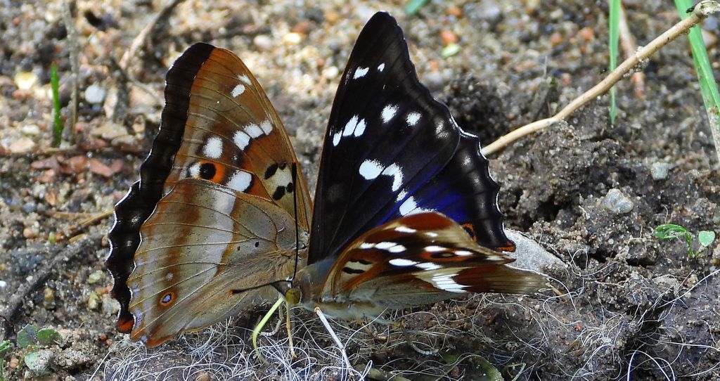 Mieniak strużnik (Apatura ilia) i mieniak tęczowiec (Apatura iris)