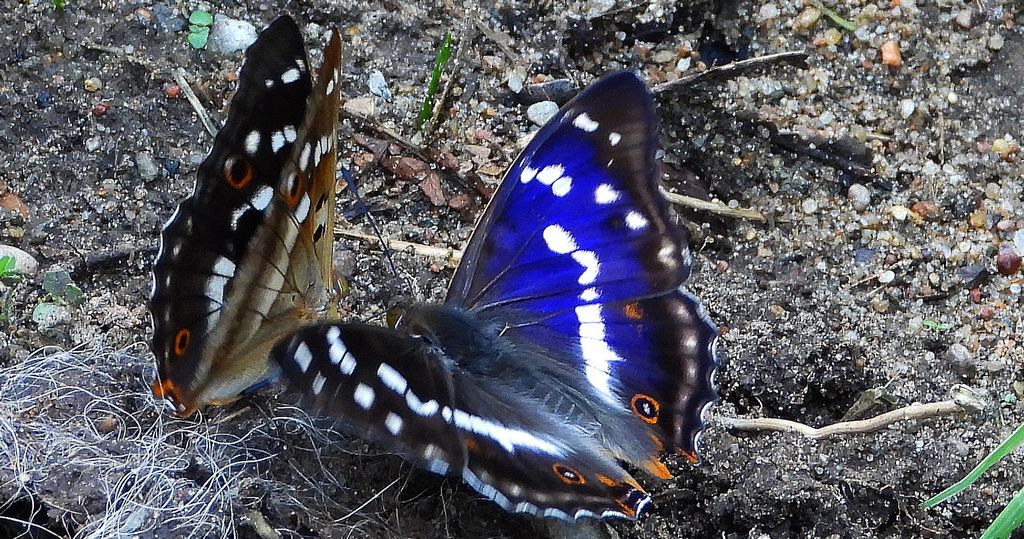 Mieniak strużnik (Apatura ilia) i mieniak tęczowiec (Apatura iris)
