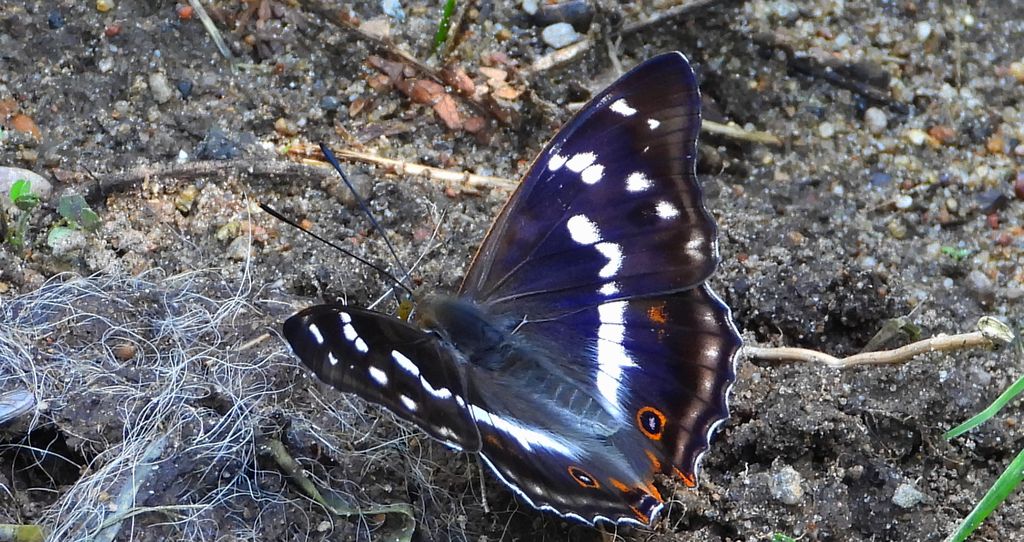 Mieniak tęczowiec (Apatura iris)
