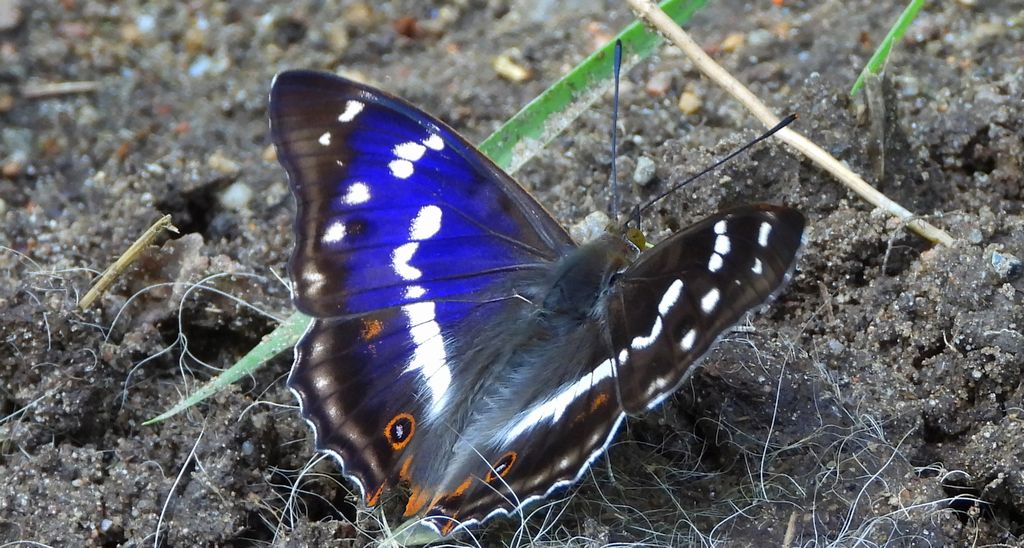 Mieniak tęczowiec (Apatura iris)