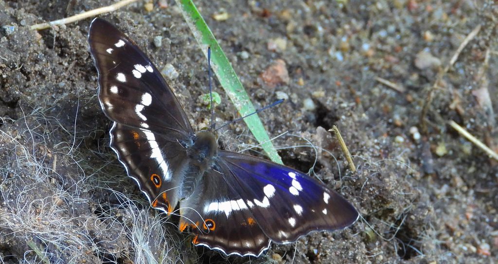 Mieniak tęczowiec (Apatura iris)