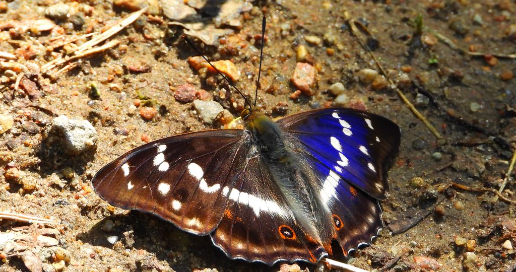 Mieniak tęczowiec (Apatura iris)