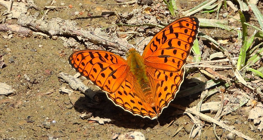 Dostojka adype, perłowiec adype, (Argynnis adippe)