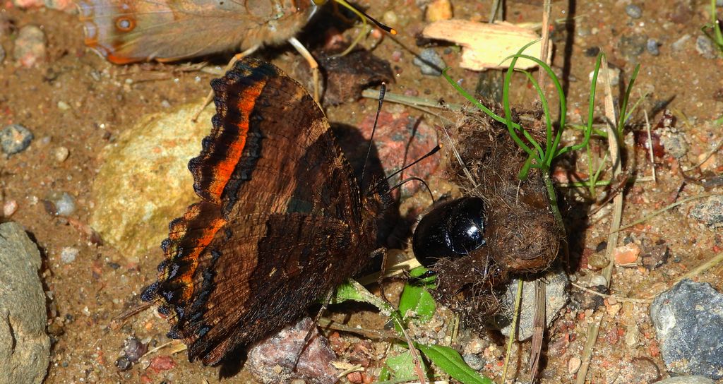 Rusałka wierzbowiec (Nymphalis polychloros)