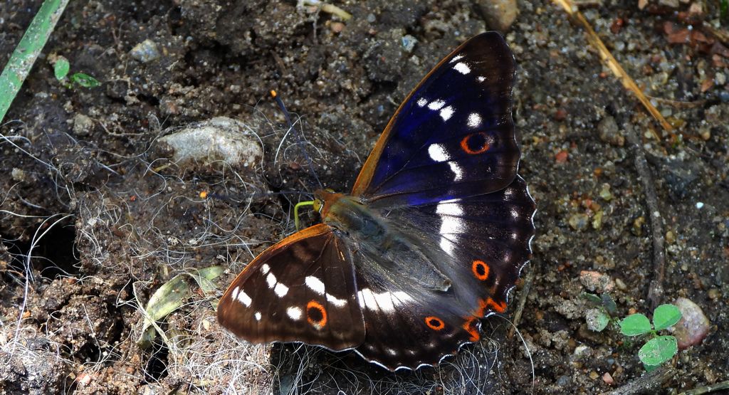 Mieniak strużnik (Apatura ilia)