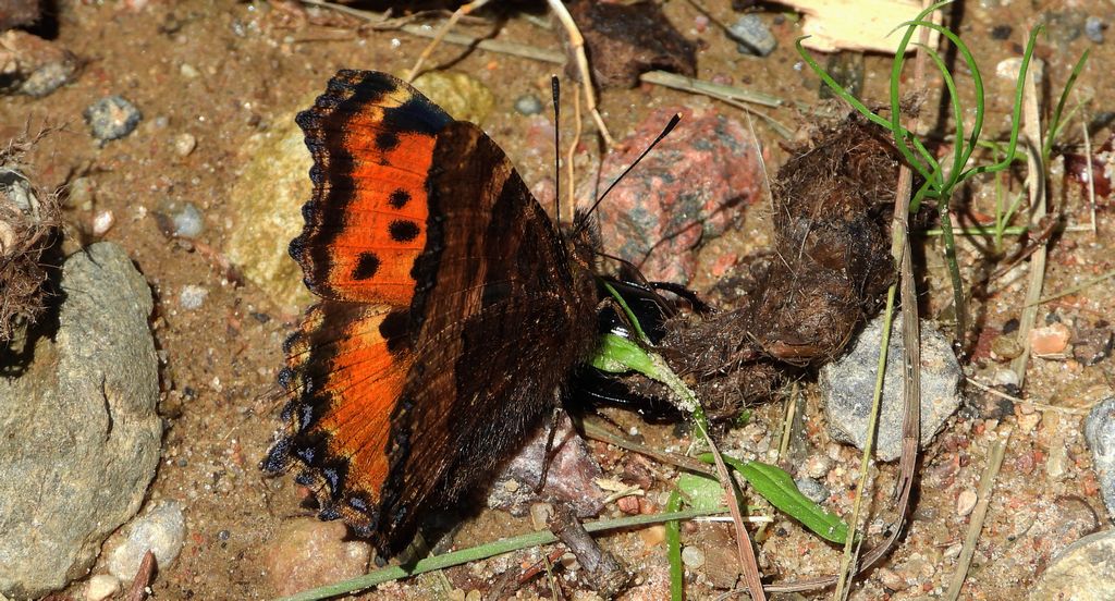 Rusałka wierzbowiec (Nymphalis polychloros)