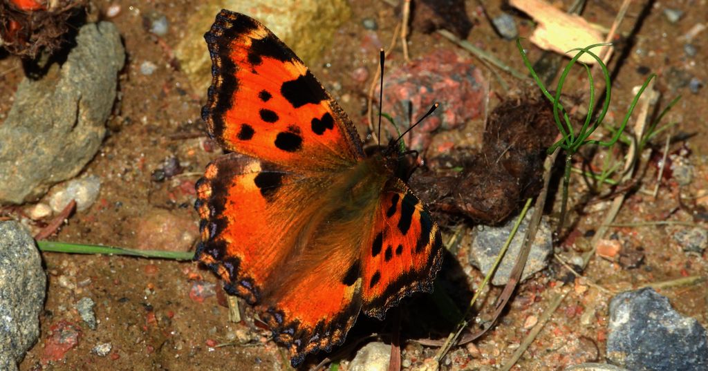 Rusałka wierzbowiec (Nymphalis polychloros)