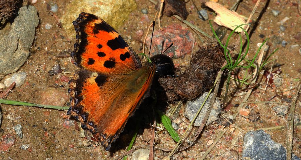 Rusałka wierzbowiec (Nymphalis polychloros)