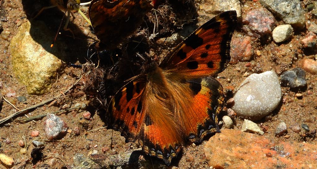 Rusałka wierzbowiec (Nymphalis polychloros)