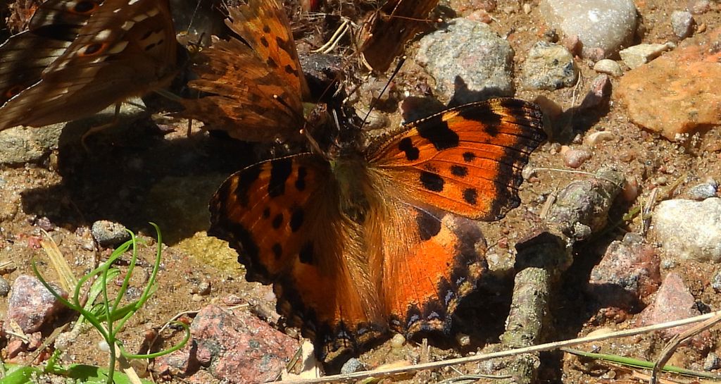 Rusałka wierzbowiec (Nymphalis polychloros)