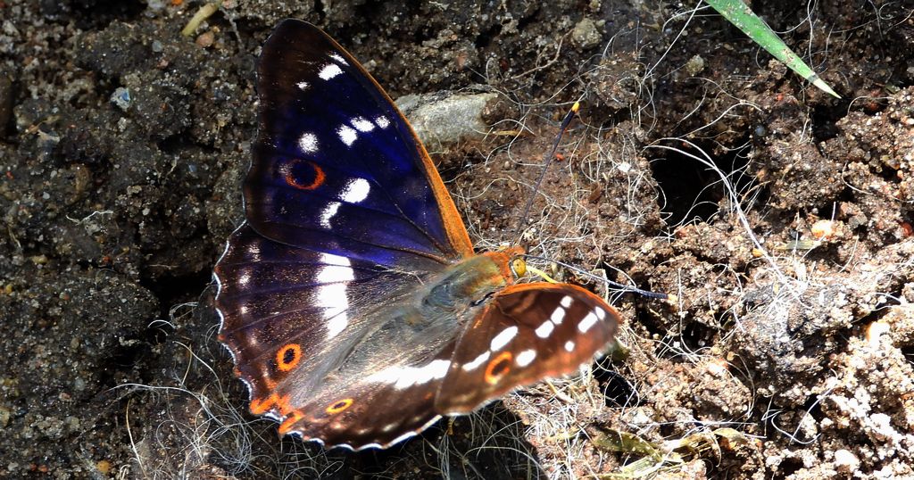 Mieniak strużnik (Apatura ilia)